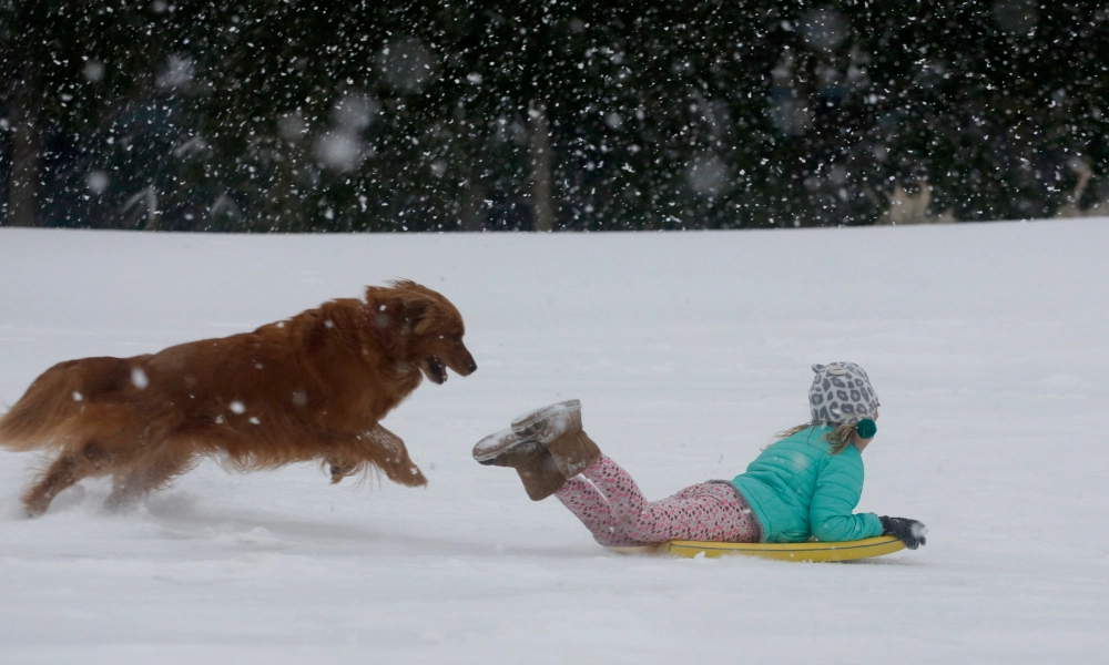 Retriever chasing little girl on yellow sled