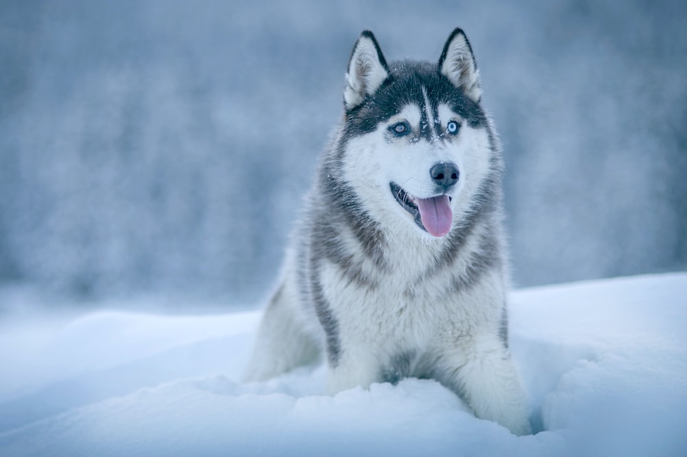 Alaskan Malamute laying in snow field