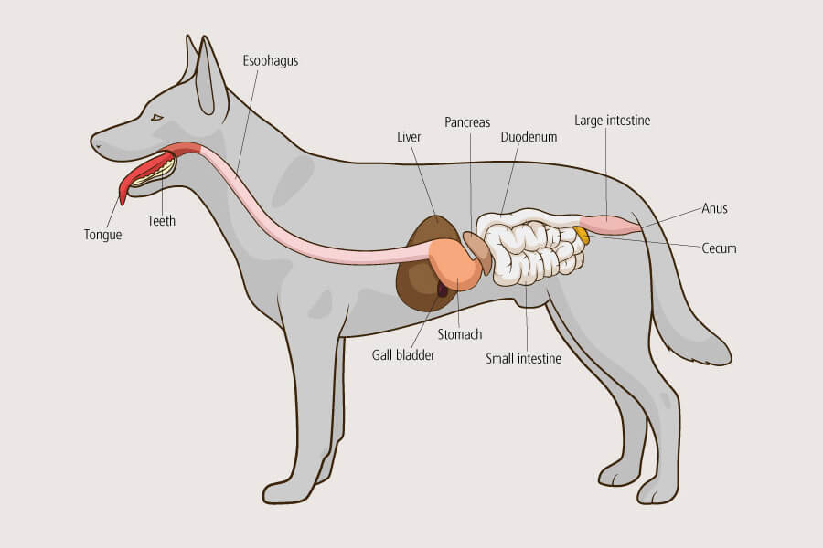 Dog Intestines Dog Intestines