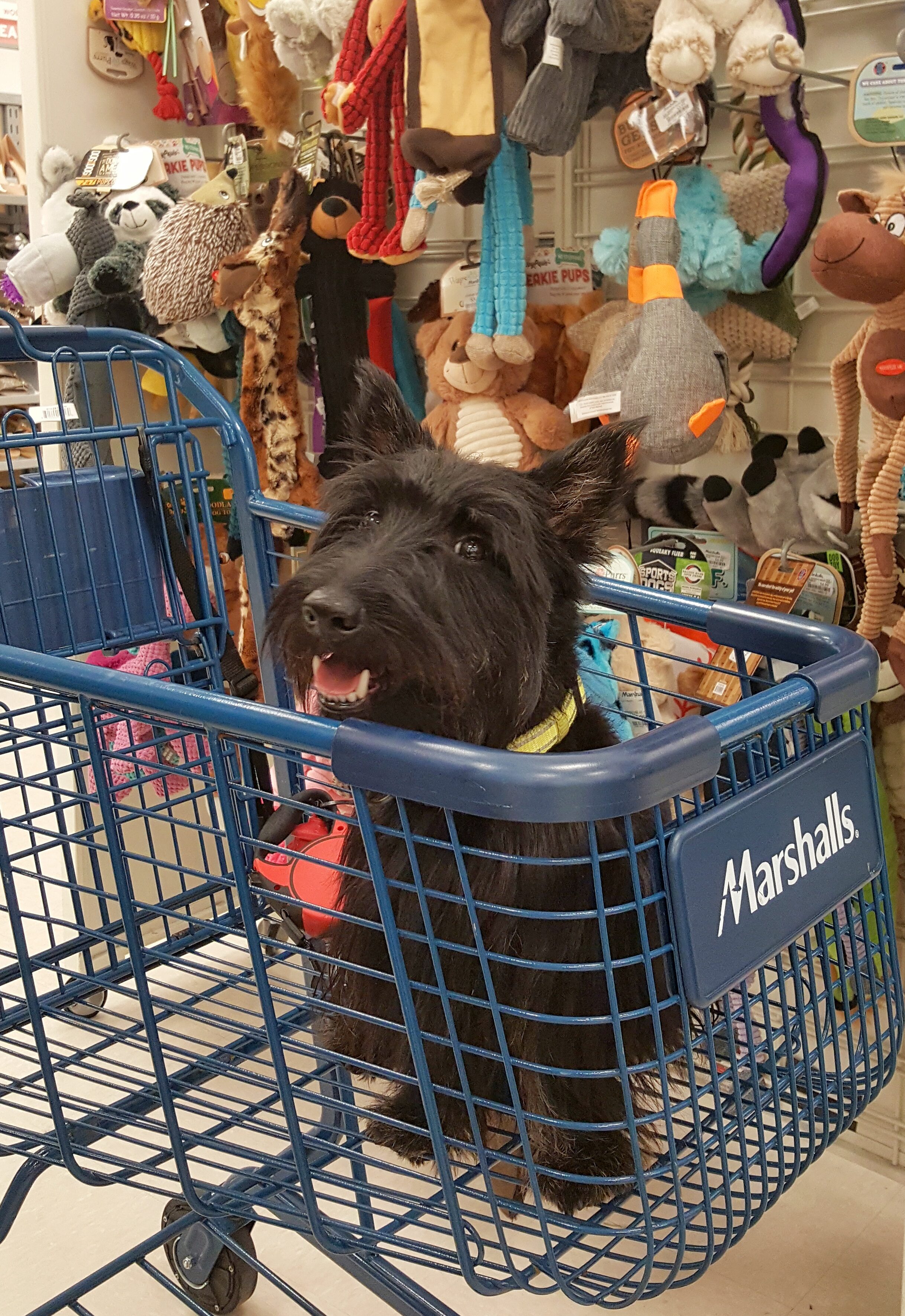 Black Westie dog sitting inside Marshalls shopping cart smiling in front of dog toys