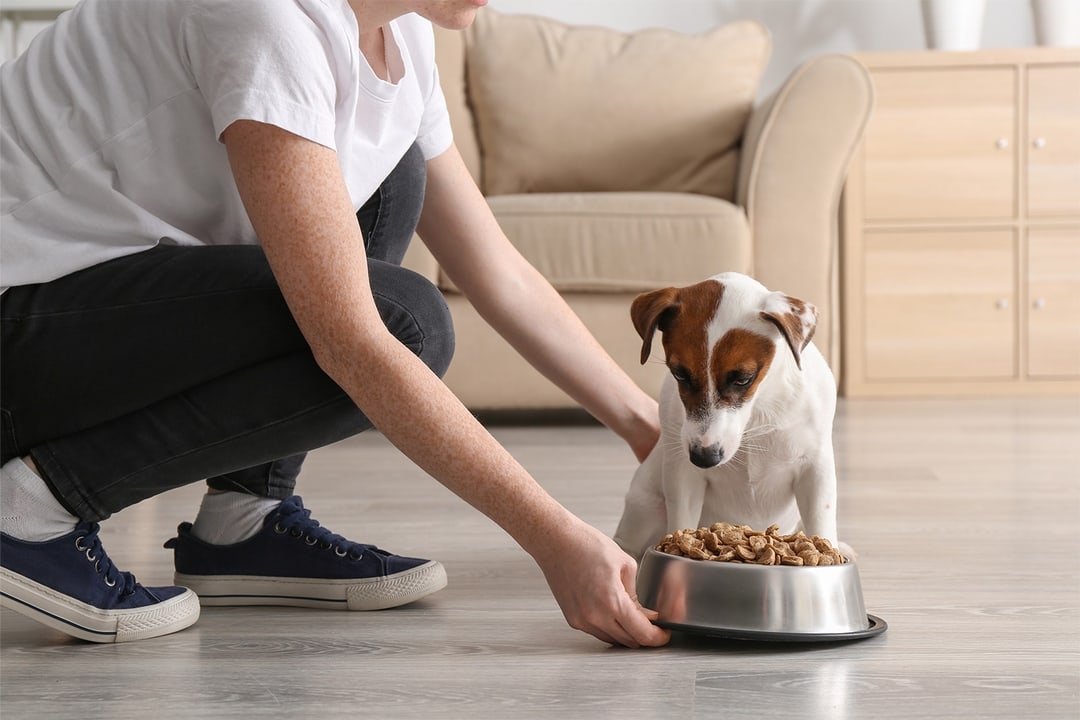 Diets for Dogs With Pancreatitis Kabo