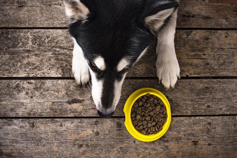 Dilated Cardiomyopathy (DCM) and GrainFree Pet Food Kabo