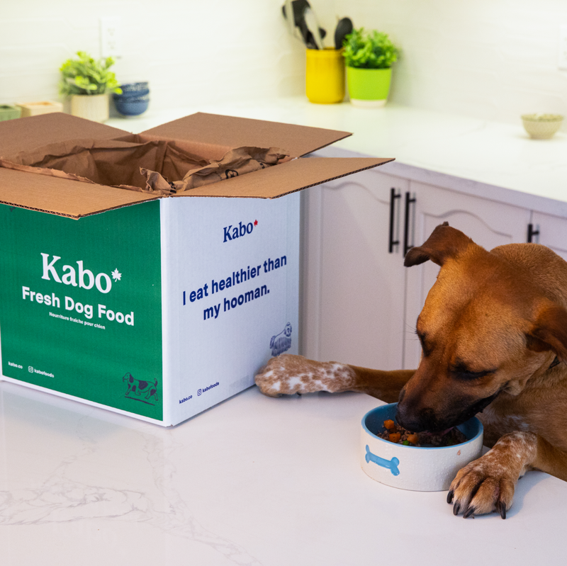 Kabo Fresh Dog Food, Delivered