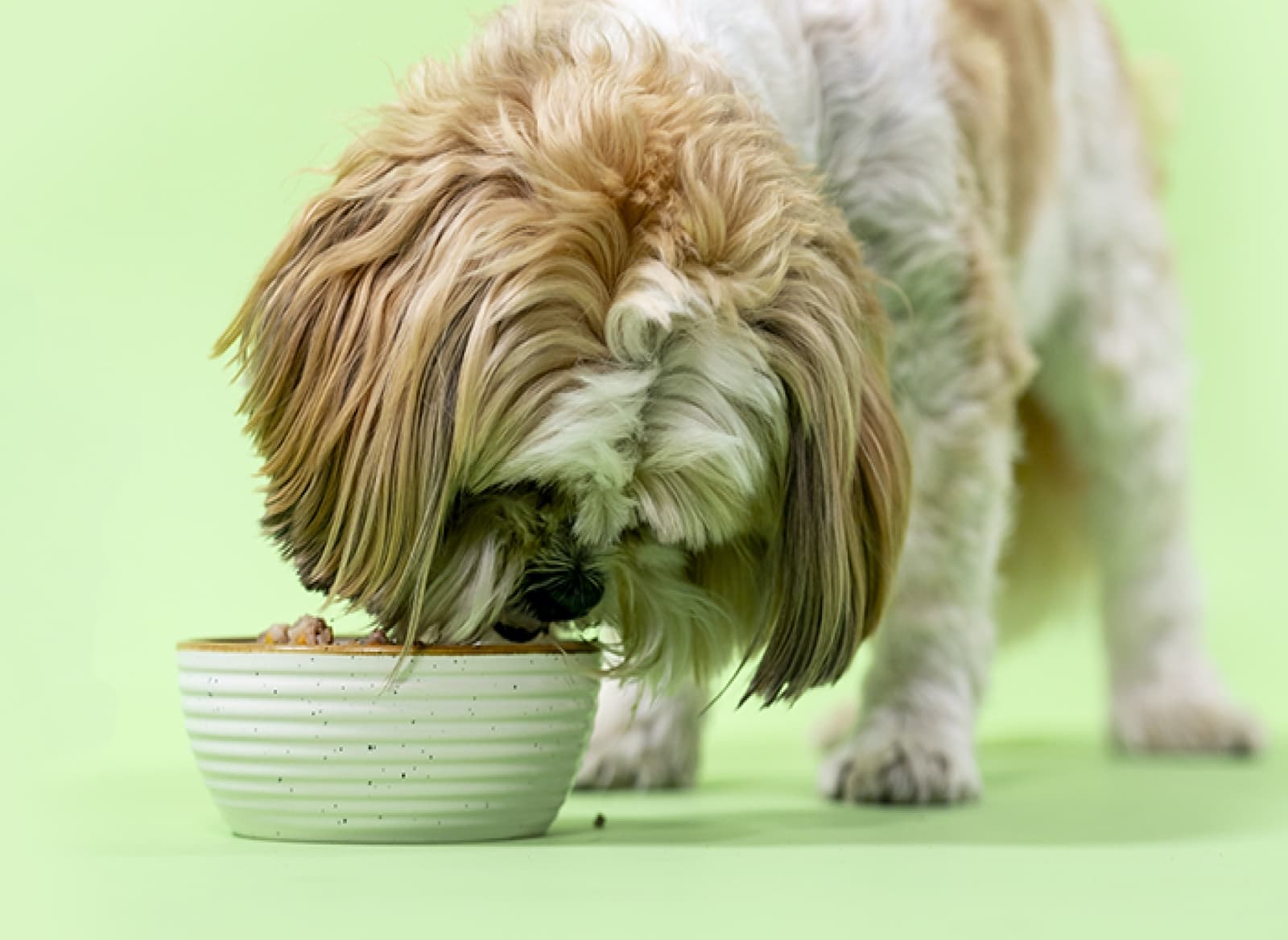 Dog Food Delivery Pricing I Kabo