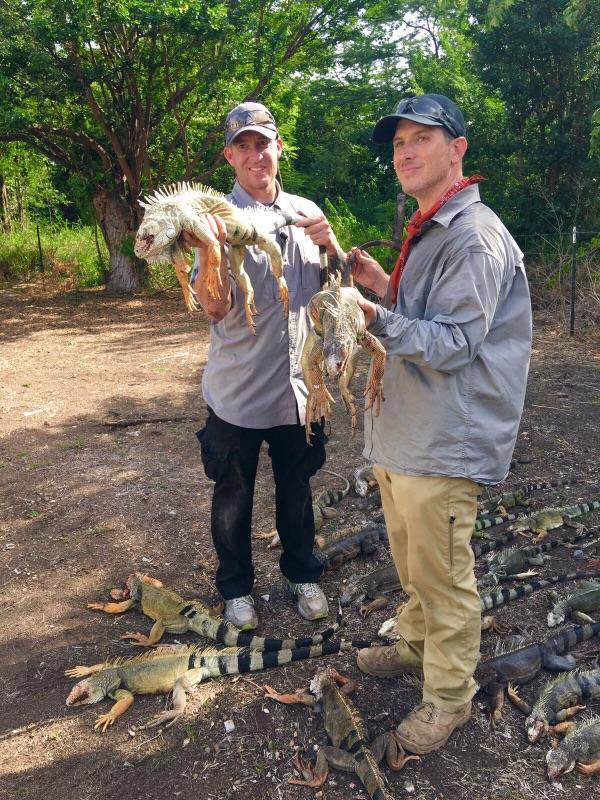 Iguana Hunting in Puerto Rico | Gun Talk Media - What Can You Hunt In Puerto Rico