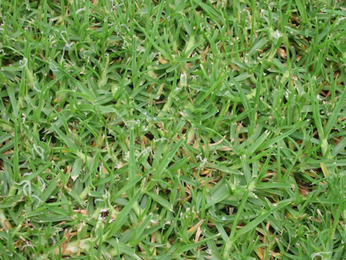 Common Kikuyu