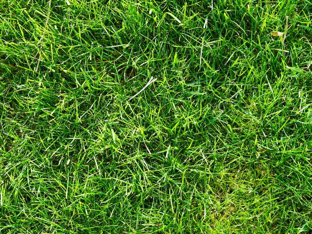 Kentucky Bluegrass