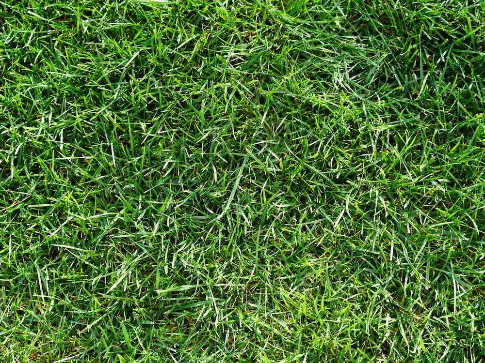 Tall Fescue