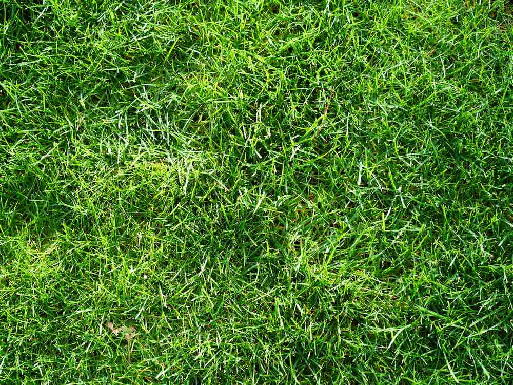 Ryegrass