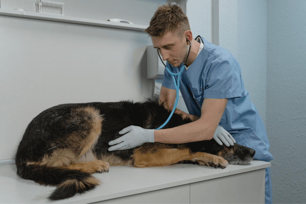 Opening a Profitable Vet Clinic Numbers you Need to Know