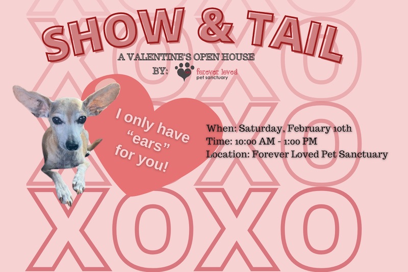 Show & Tail A Valentine's Open House by FLPS Forever Loved Pets event