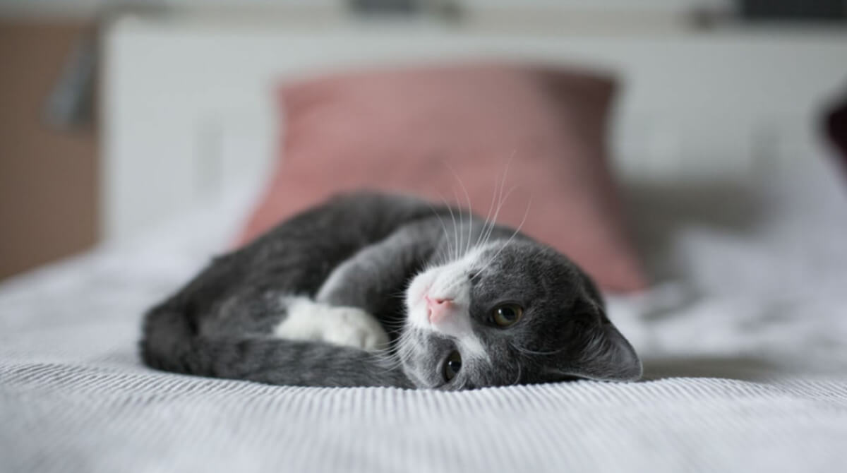 best brush for cat dandruff