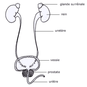 MédecinDirect - appareil urinaire masculin