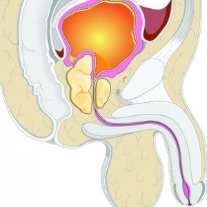 prostate