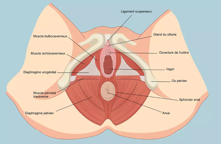 Endométriose schéma vagin