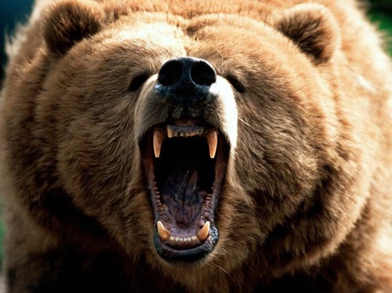 Urso bravo bear market