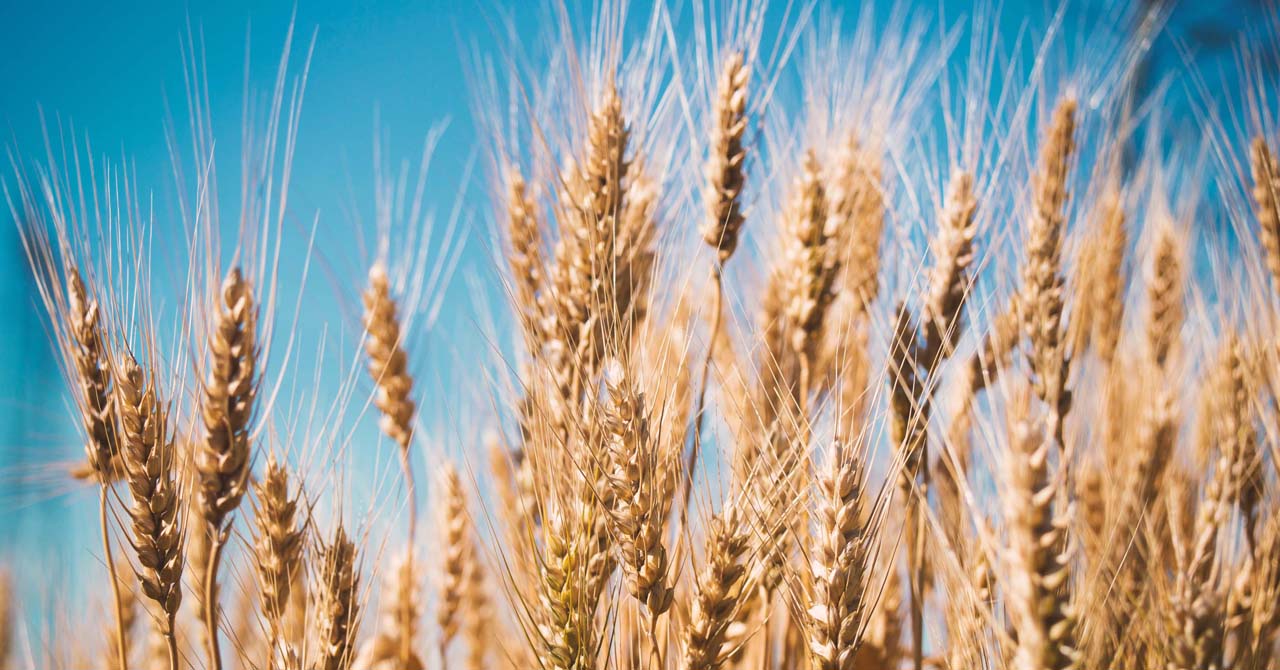 Yield Farming: Entenda o que é e como funciona