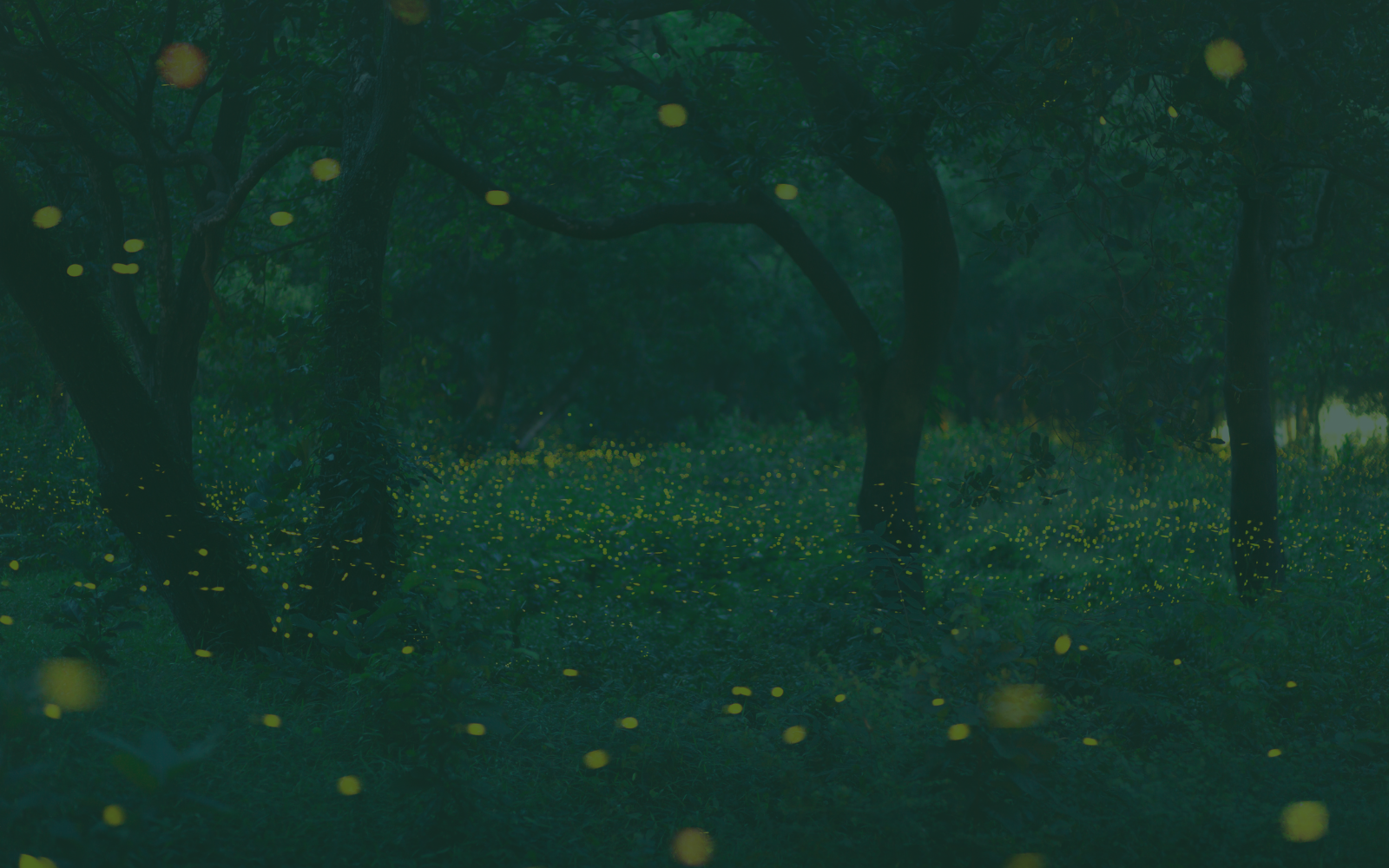 From the ground up: how one librarian can build and sustain an active research data management community 