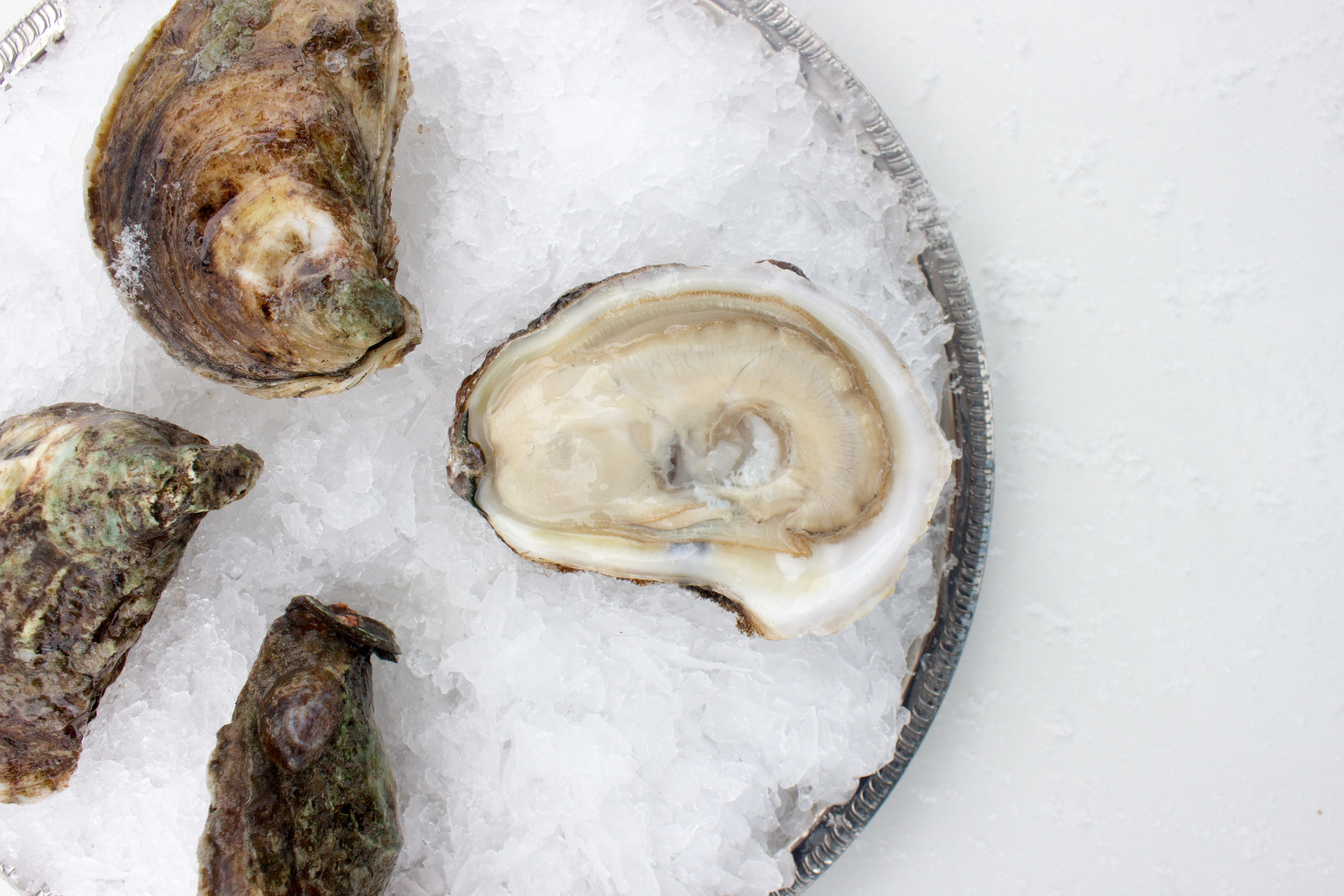 Blue Points The Most Bastardized Name in Seafood and Why You Should Care Pangea Shellfish Company