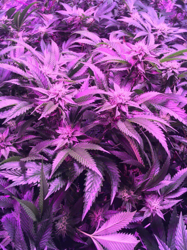 远红光处理的更快开花 光谱科学和商业种植者的竞争优势 Heliospectra博客 1bet1 1金宝慱手机客户端 1bet体育官网be 远红光处理的更快开花 光谱科学和商业种植者的竞争优势 Heliospectra博客 1bet1 1金宝慱手机客户端 1bet体育官网be