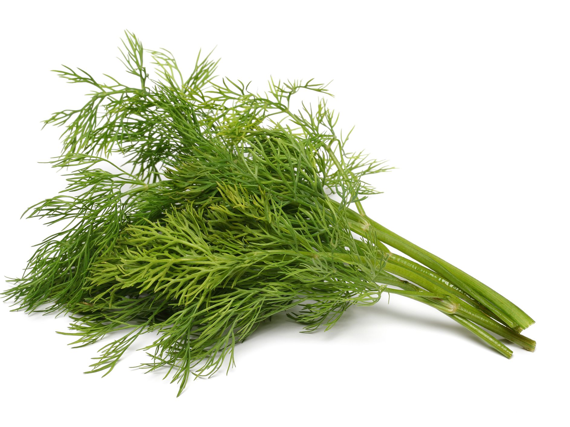 Dill 