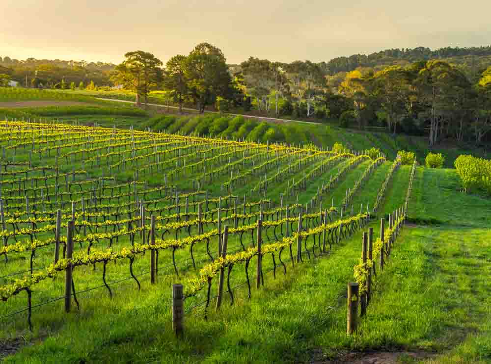 Sfw Living In Adelaide Images