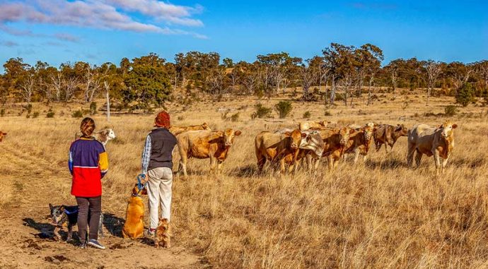 cattle farmers living in country australia