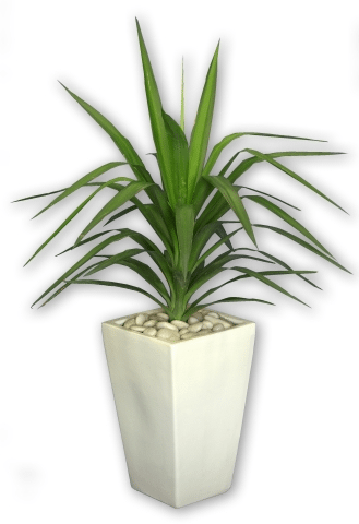 Pot plant in the home