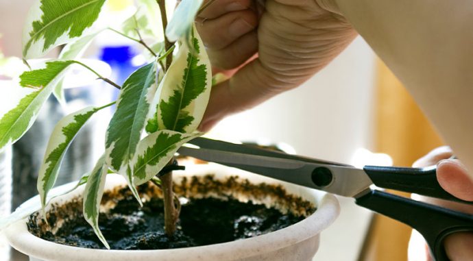 lady pruning plant