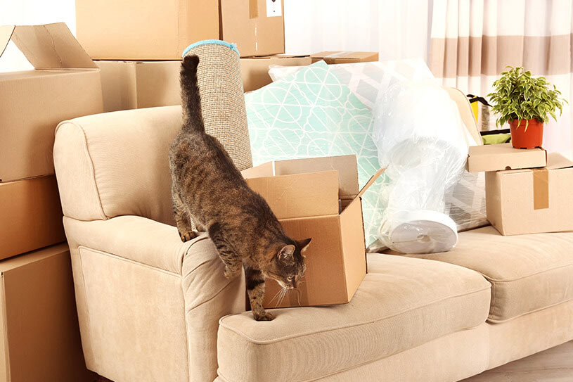cost to move from Sydney to Melbourne pet transport