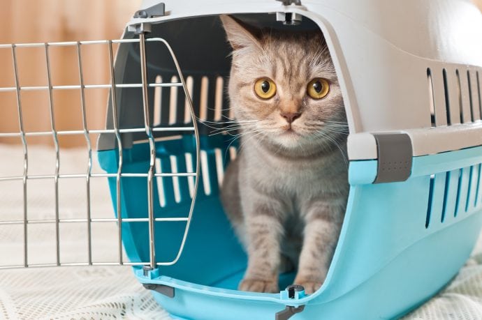 Moving with pets