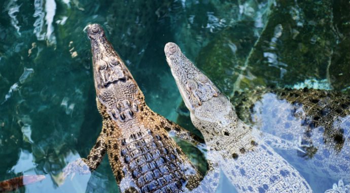crocodiles in darwin