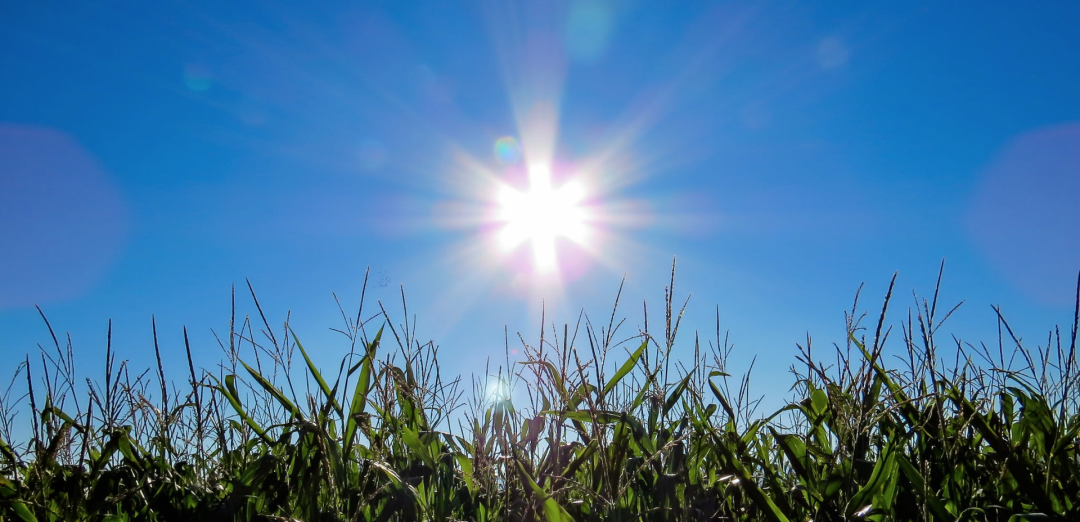 Die Sonne steht strahlend über einem grünen Feld am Himmel