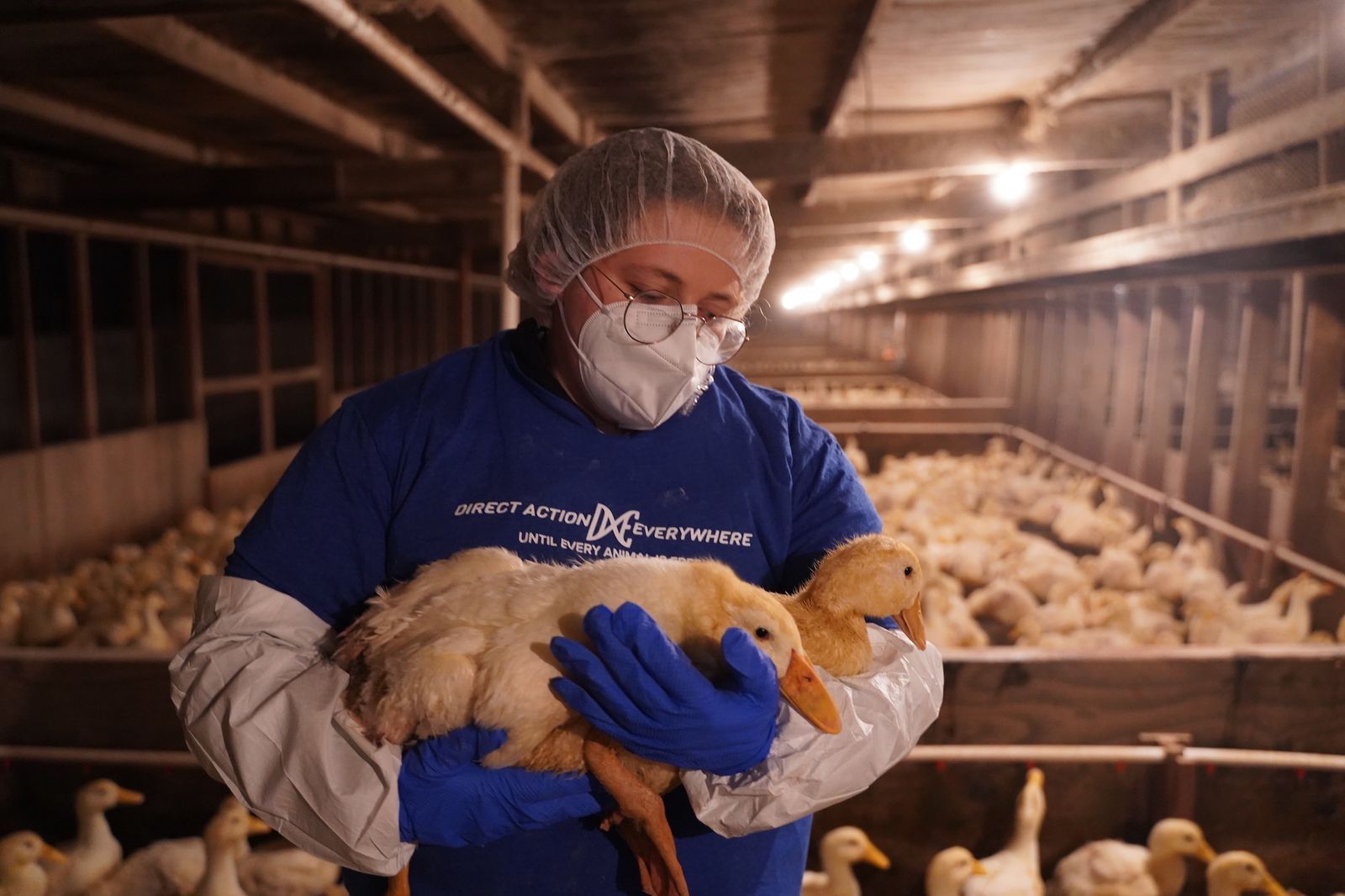 Direct Action Everywhere - Until every animal is free