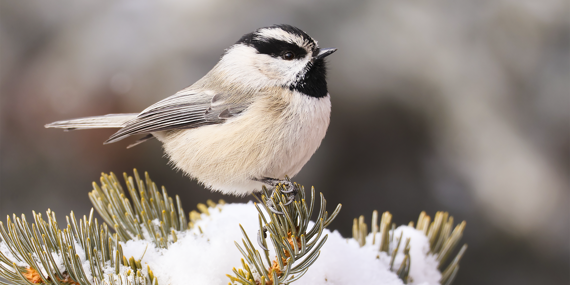How to help wild birds during a cold snap How to help wild birds during a cold snap