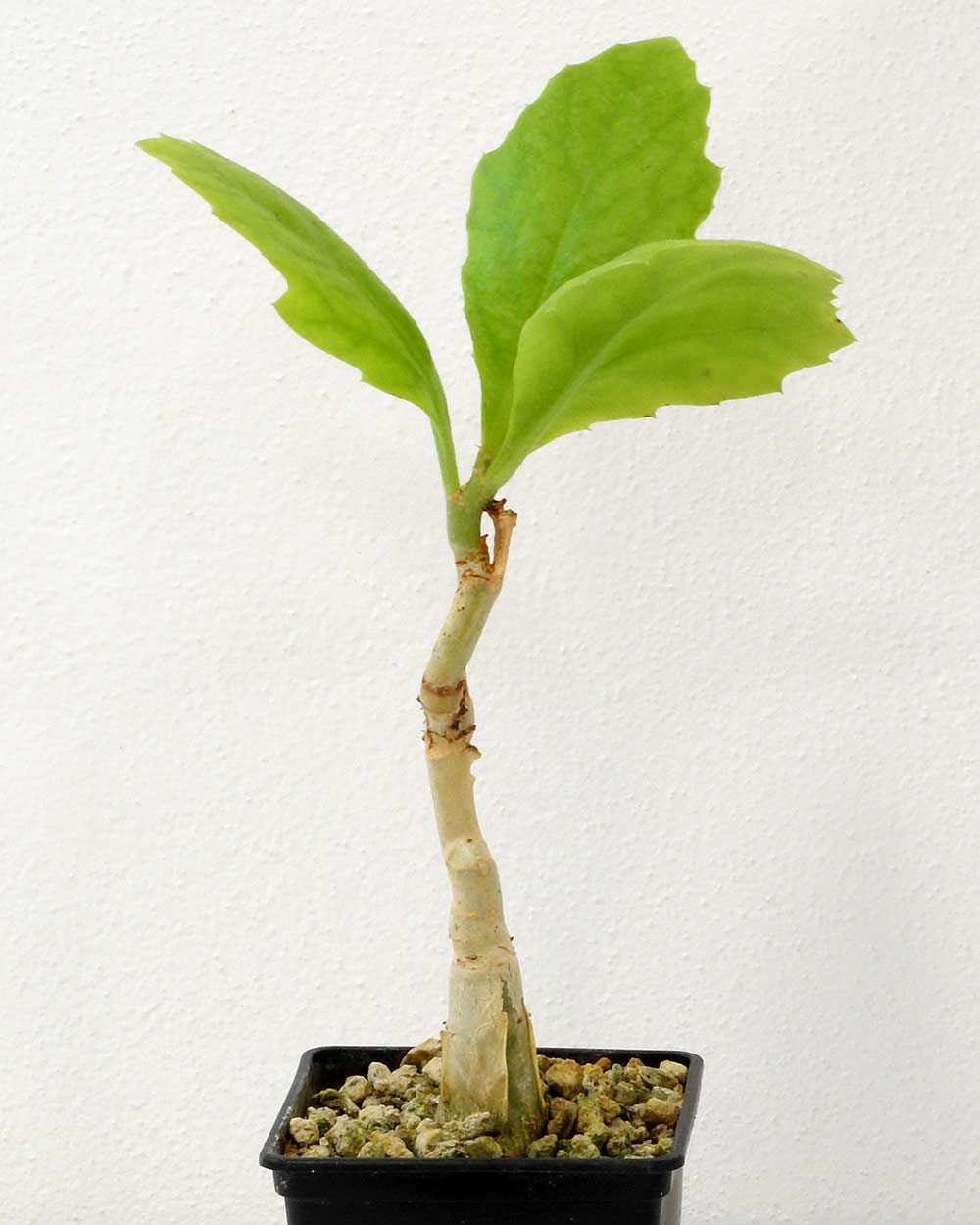 🌱 Cyphostemma juttae – Small | Seedlings | Shop Now