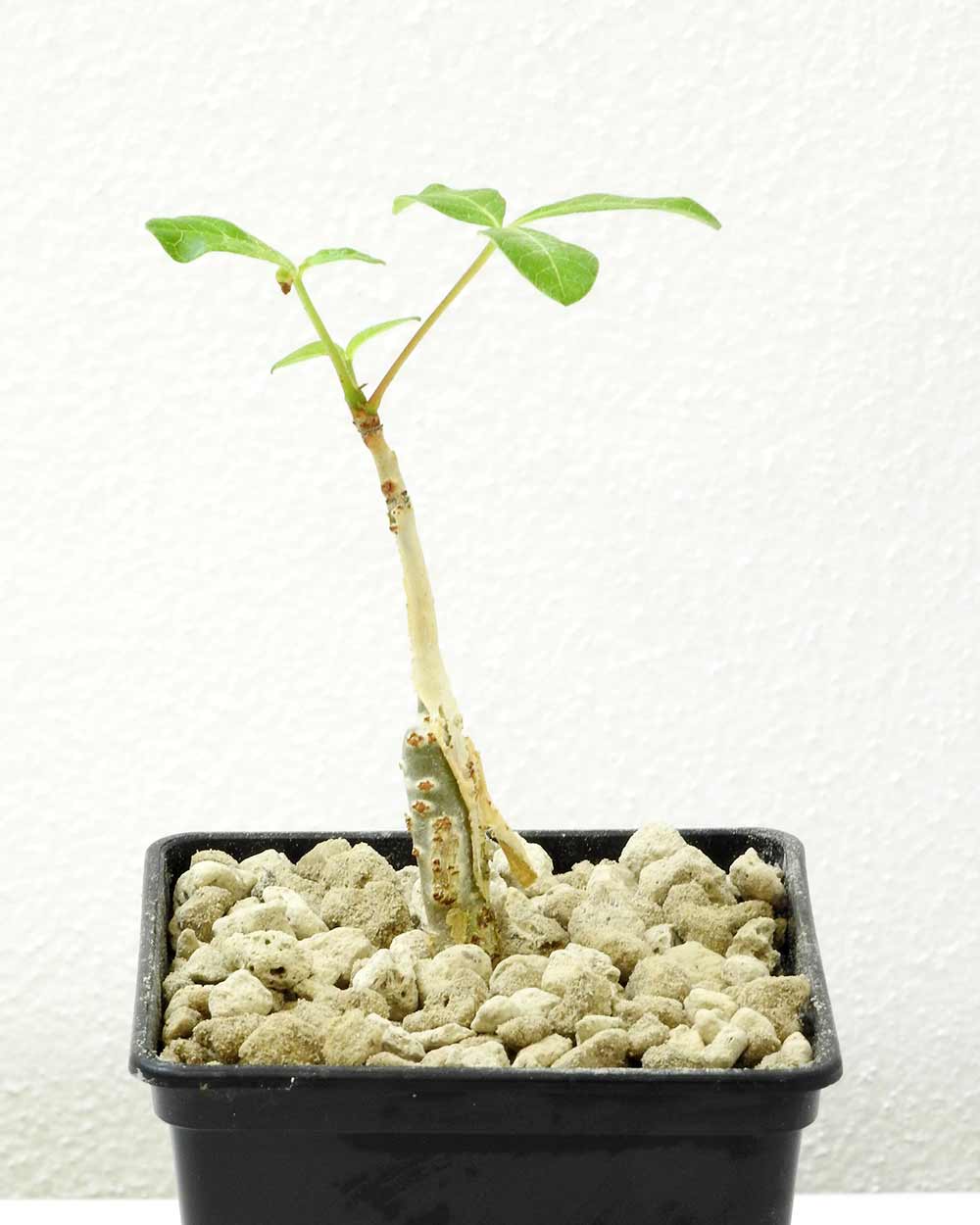 Photo d'un jeune plante de Commiphora gileadensis, sans rapport direct avec Neymar Jr mais utilisée pour illustrer l'article