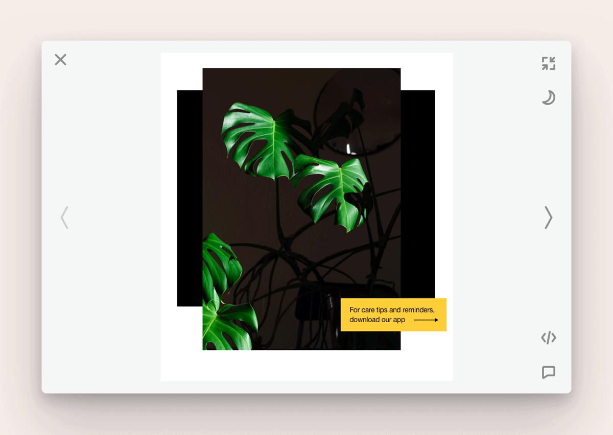An image from a Collection is displayed in presentation mode