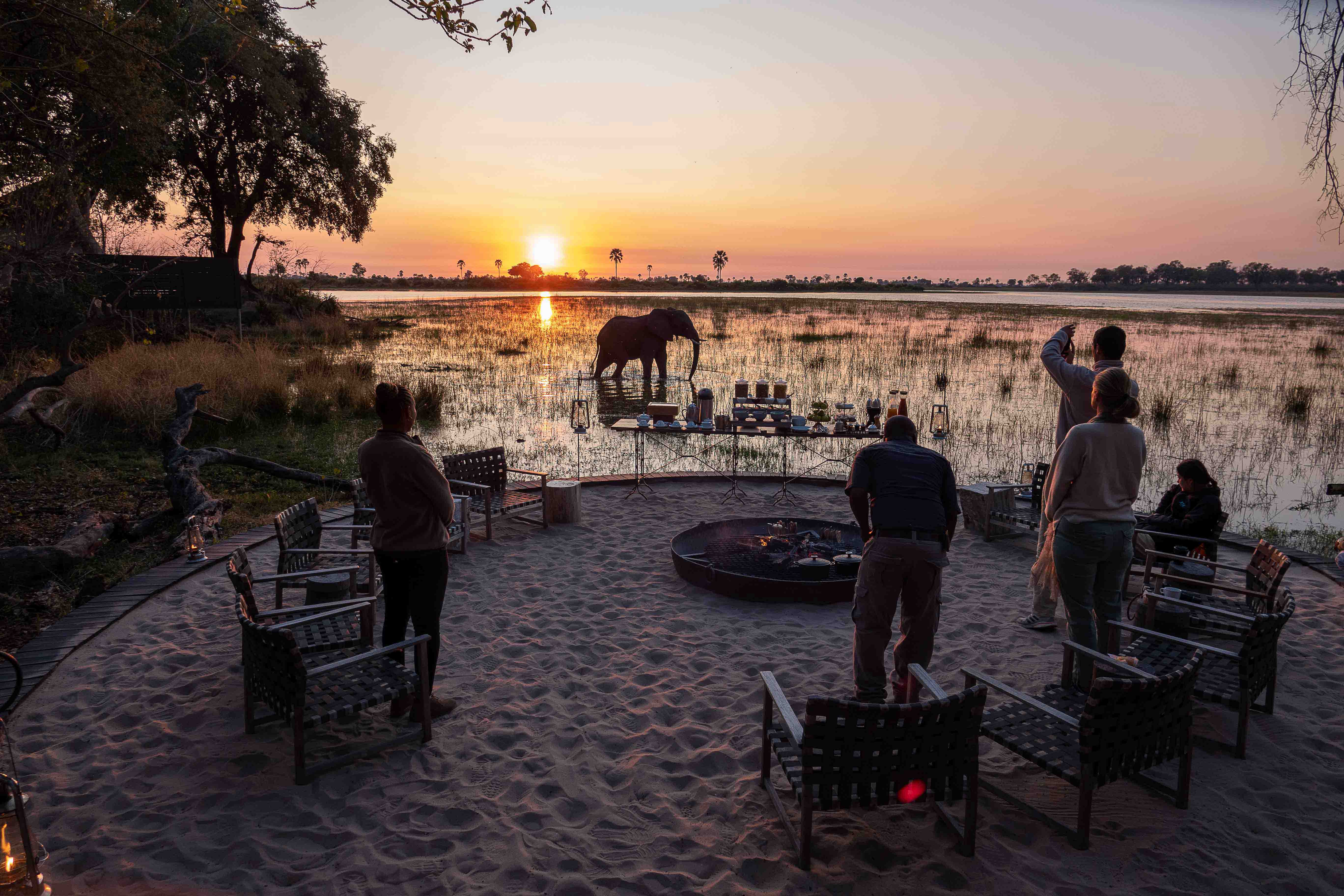 elephant okavango delta sunrise