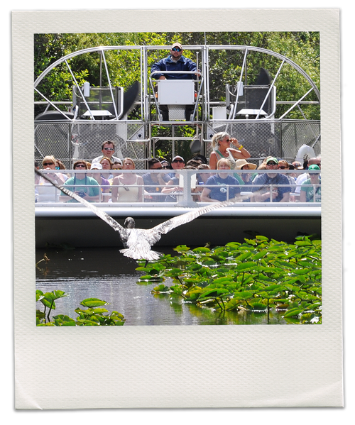 Everglades Airboat Rides Tours Everglades Safari Park