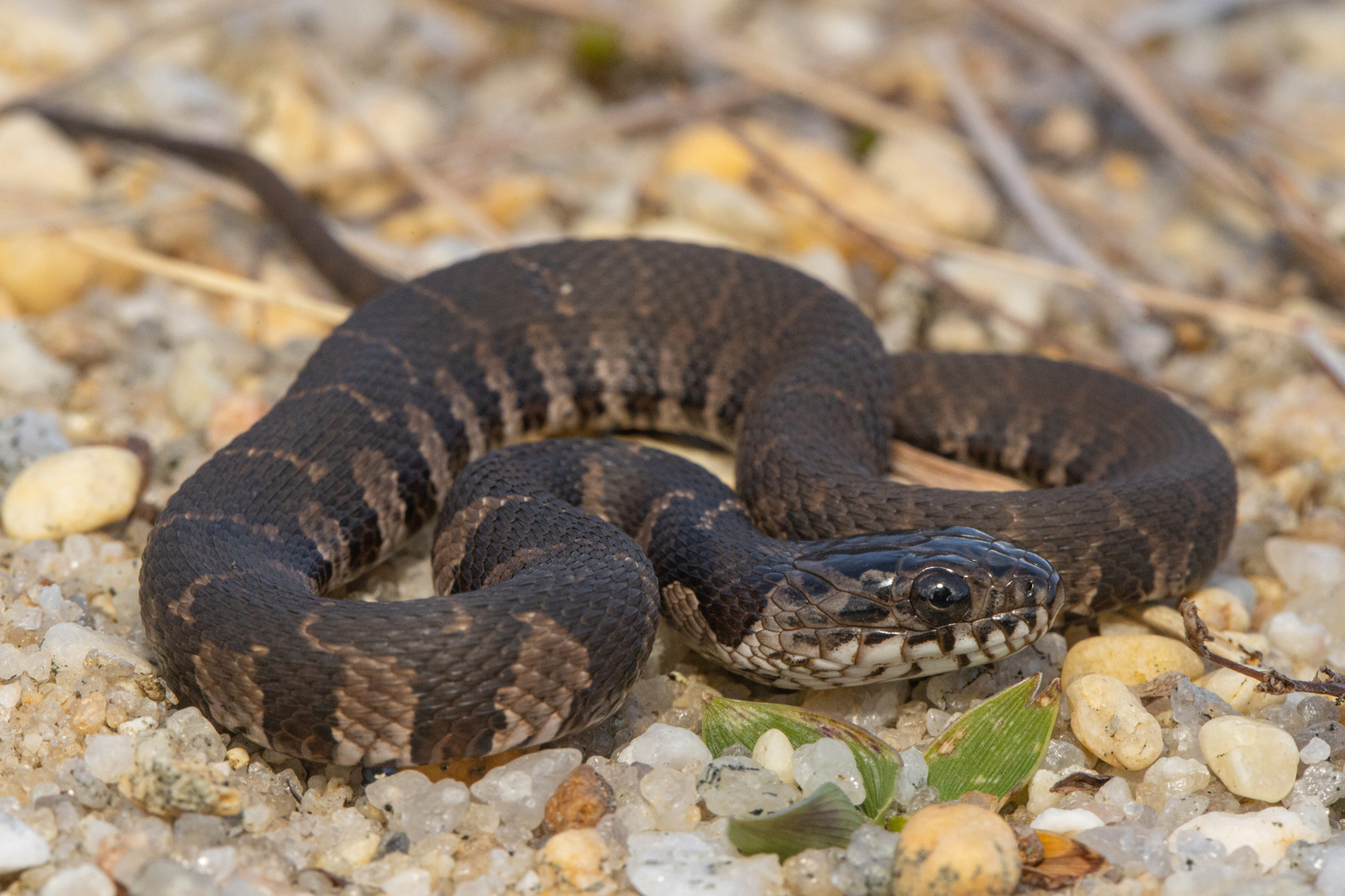 Everglades Safari Park