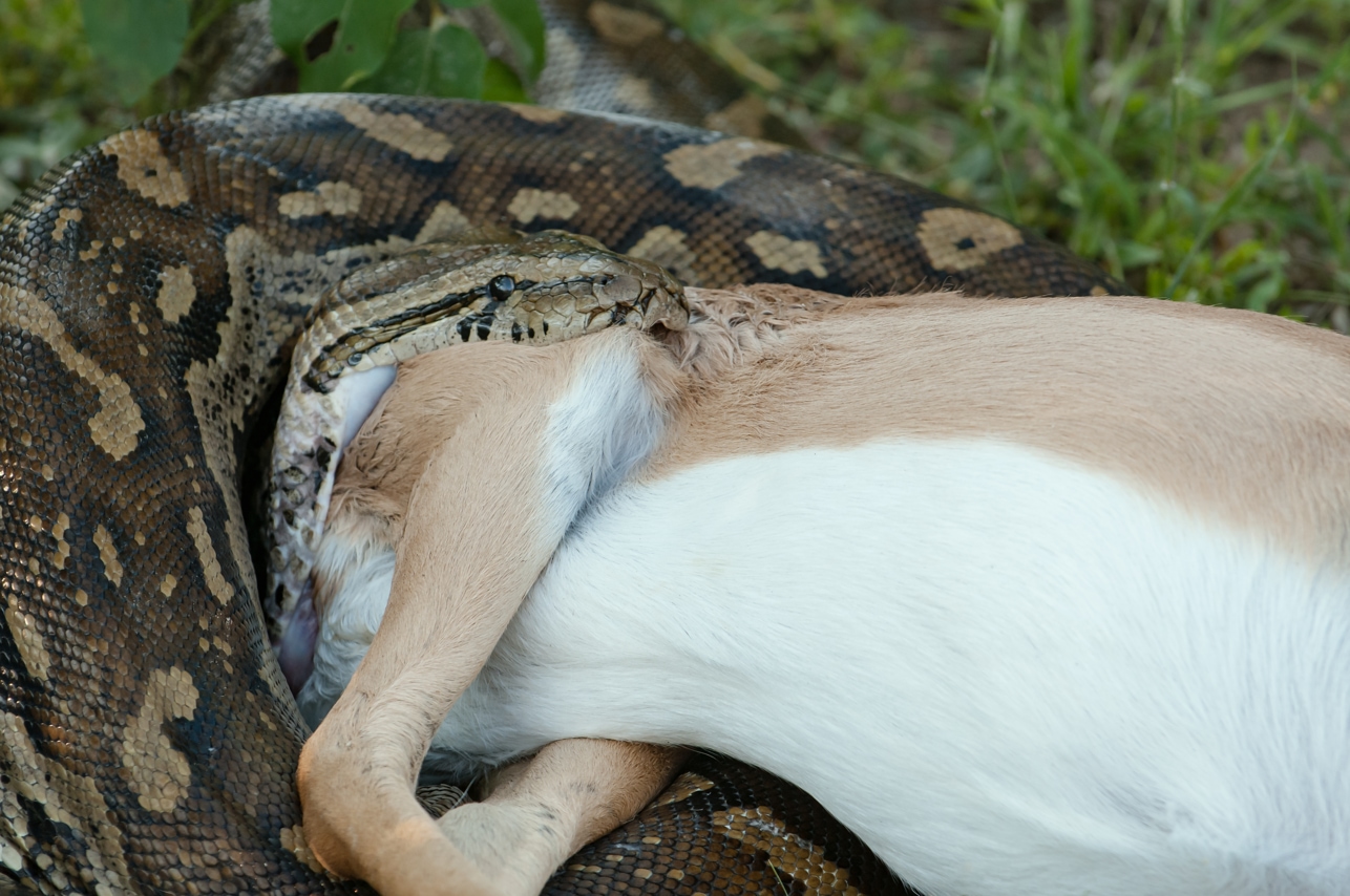 Where Are Pythons Native To Online Cdlguaiba br