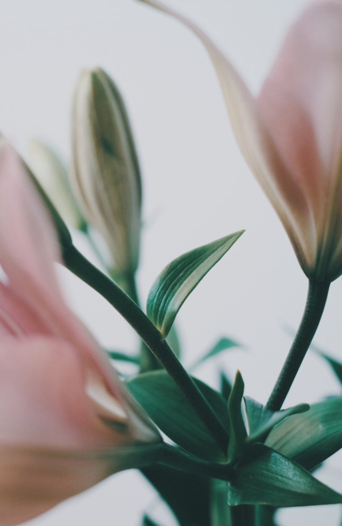 Floral Studio NYC When It’s Time To Say Goodbye Sympathy Flowers