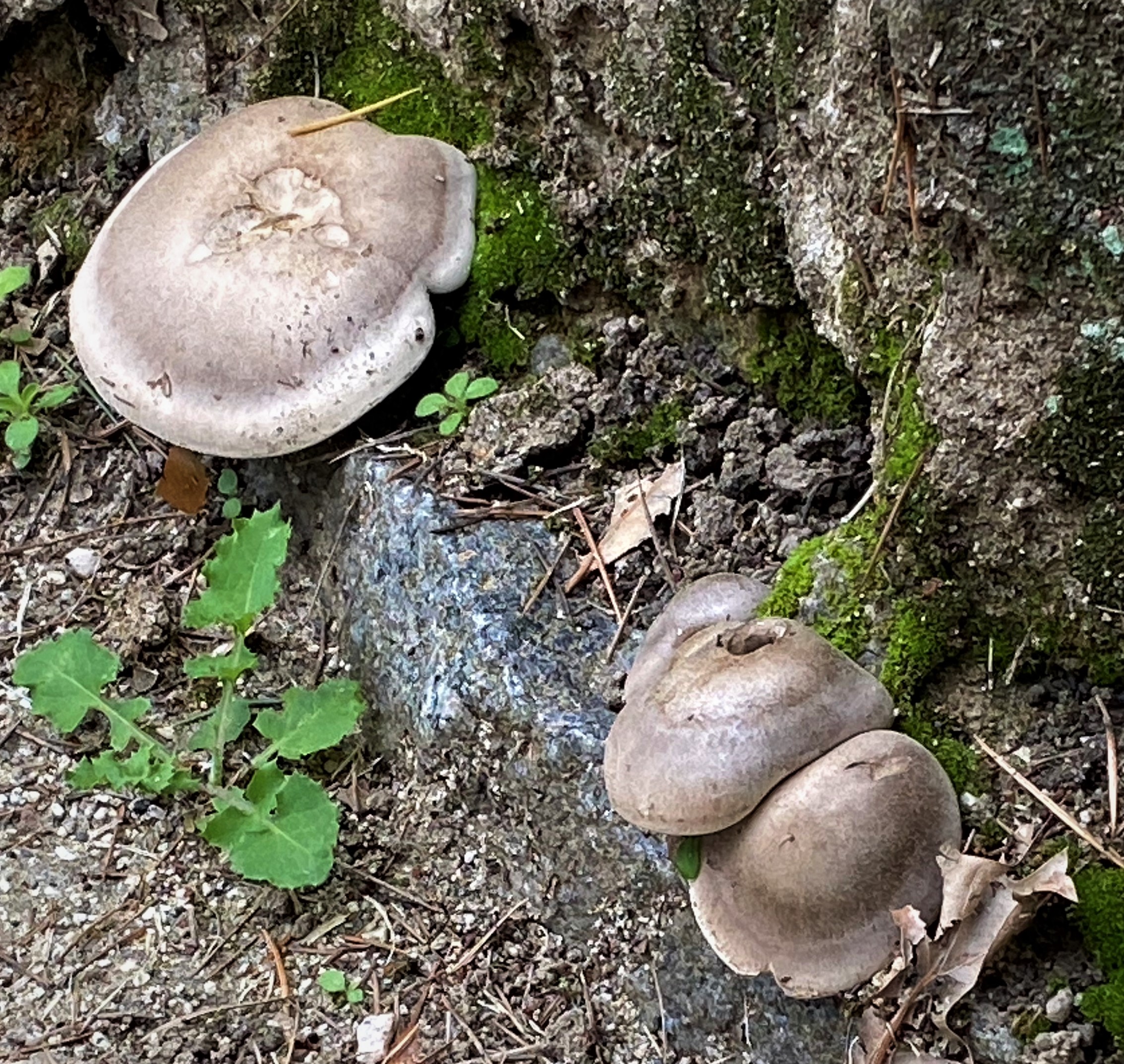 Landscape photo taken by Helen, including wild mushrooms, moss and water in a forrest like environment.  