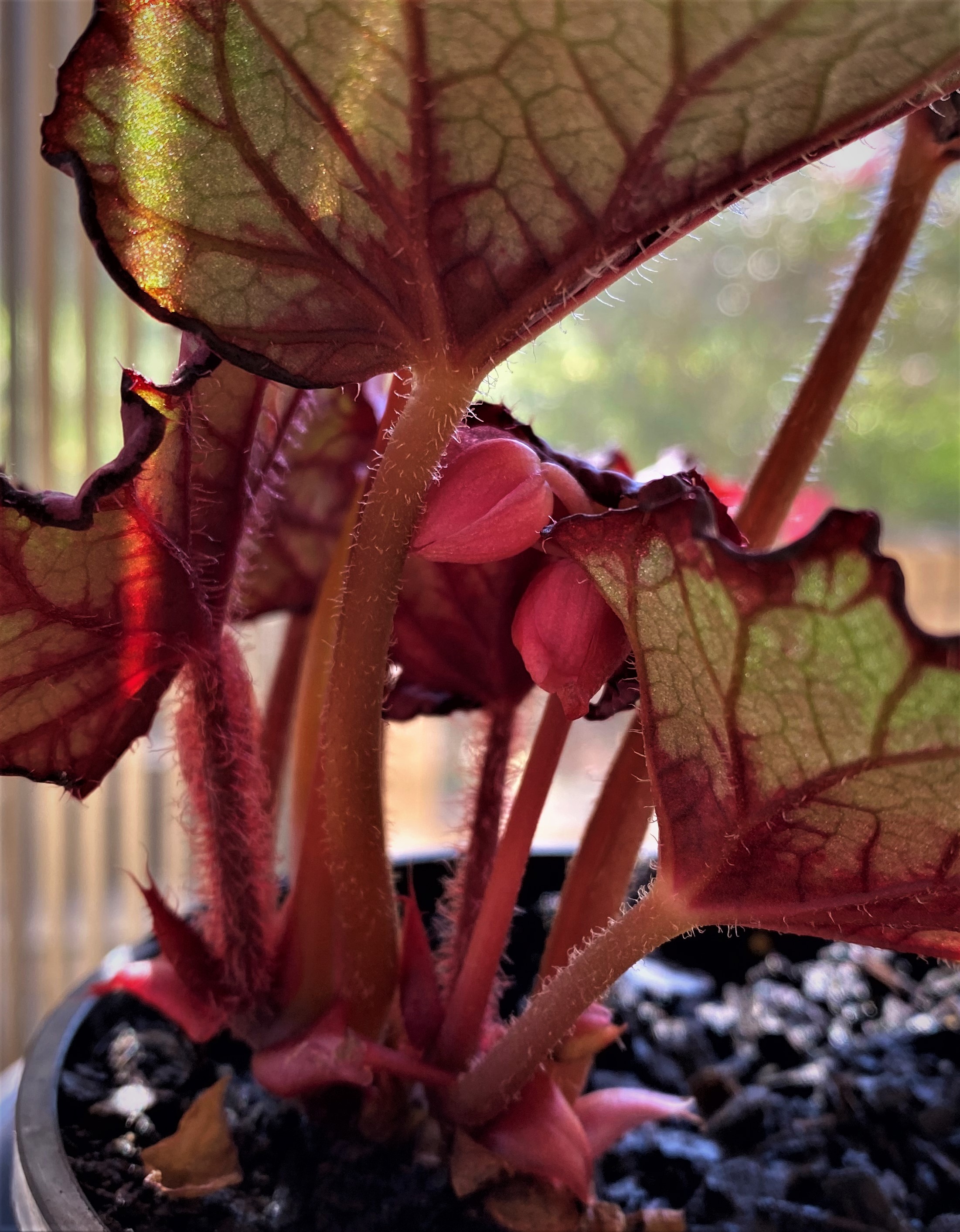 Close up photo of a plant (taken by Helen). 