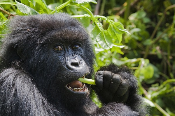 Mountain Gorilla