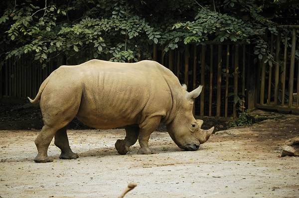 Sumatran Rhino