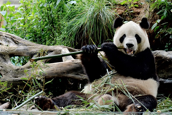 Panda