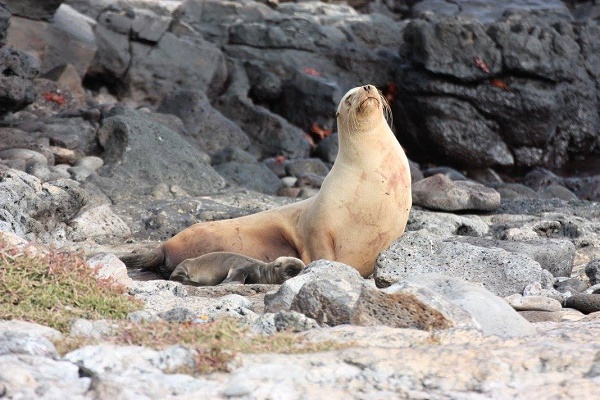 Seals