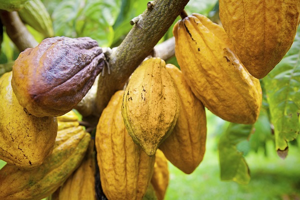 Cacao Pods
